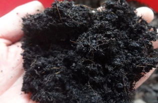 为何要施用生物菌肥？龙灯为您解答营养土的奥秘