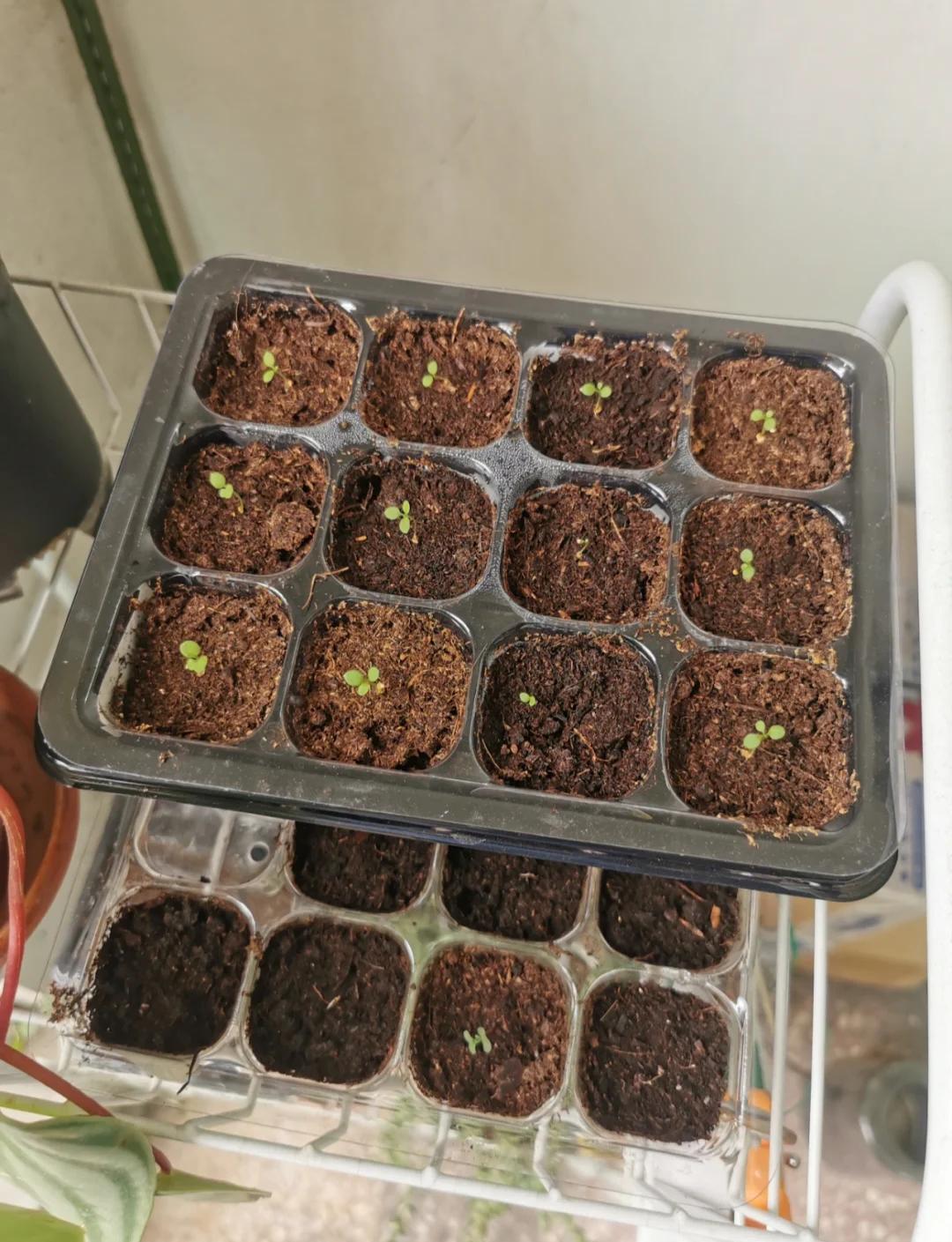 营养土配土秘籍 打造植物的完美家园