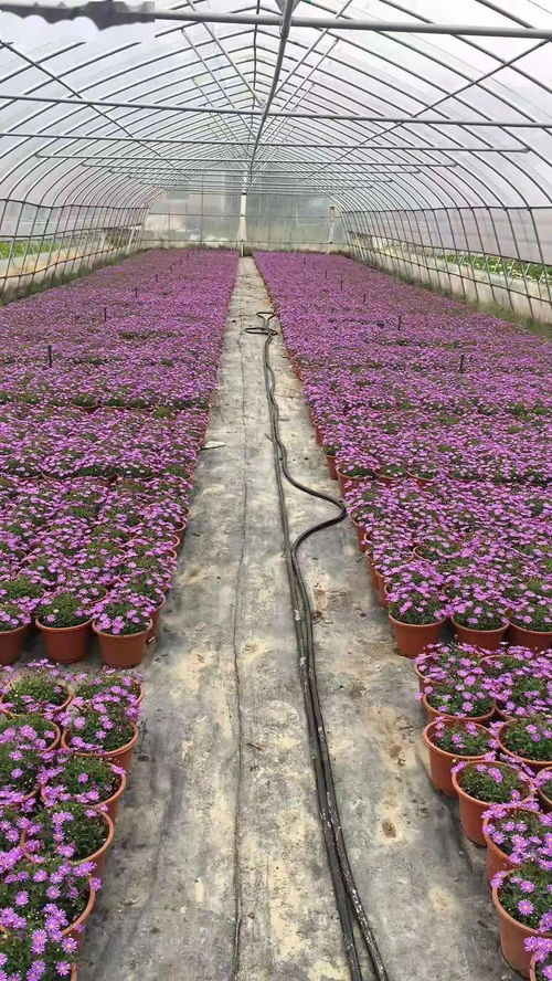 绿之林资材中心12月展示活动 空间营造专场营养土专题