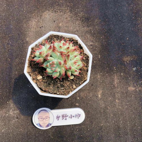 精控精品多肉推荐 搭配营养土，共赏自然之美