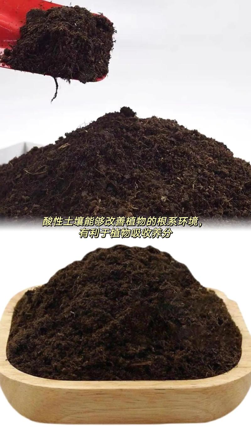 金钱树专用营养土 打造室内绿意盎然的健康基石